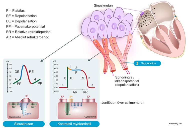 Figur 1. Aktionspotentialer i sinusknutan och myokardceller samt intracellulära jonflöden. Fas 4 kallas “pacemaker-potential” i sinusknutans celler.