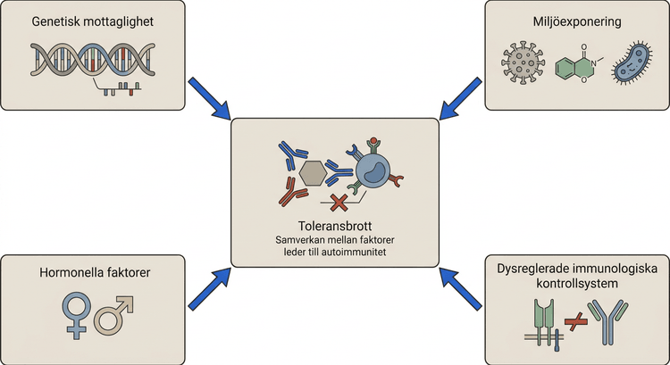 Schematisk bild över genetiska, hormonella, miljömässiga och immunologiska faktorer vid autoimmun sjukdom.