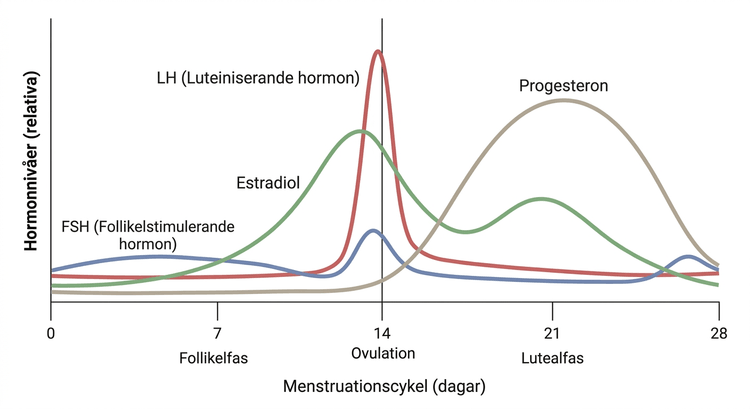 Kurvor för estradiol, progesteron, LH och FSH under menstruationscykeln
