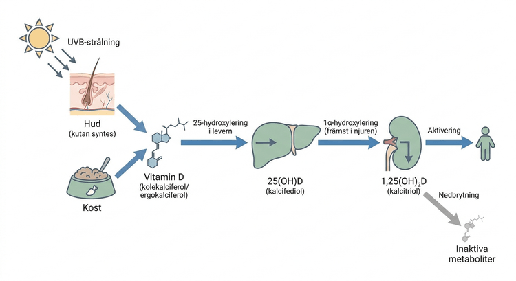 Flödesschema över vitamin D-syntes, hydroxylering och nedbrytning