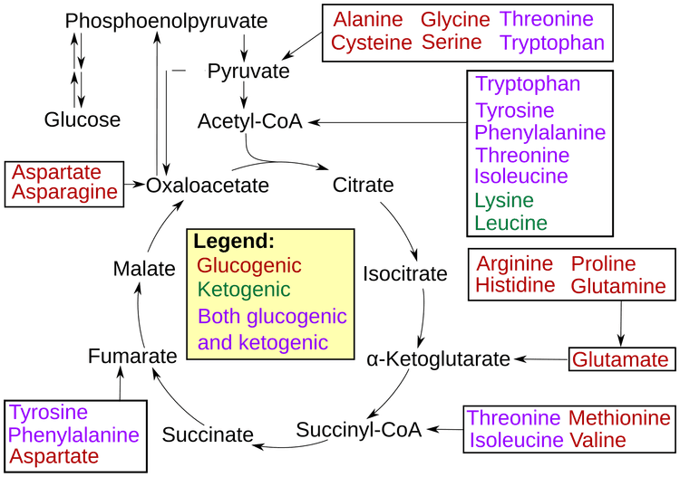 Schema över aminosyrakatabolism till pyruvat, acetyl-CoA, acetoacetat och citronsyracykelintermediärer.