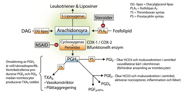 Fosfolipaser frigör arachidonsyran från fosfolipider i plasmamembranets inre skikt. Fosfolipaser aktiveras i vävnader av mekanisk, kemisk eller fysisk stimuli, eller inflammatoriska mediatorer.