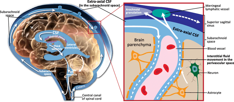 Schematisk bild av ventrikelsystemet, subaraknoidalrummet och likvorns venösa och lymfatiska utflödesvägar.