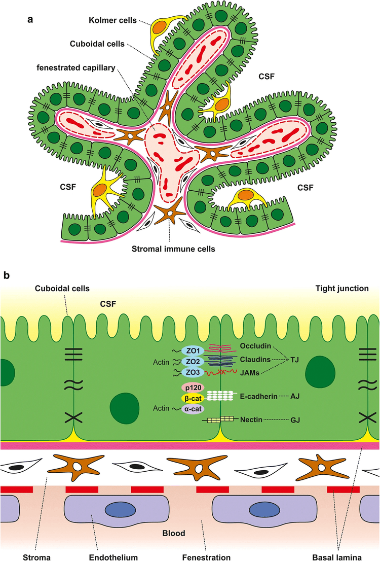 Mikroanatomiskt schema över plexus choroideus med fenestrerade kapillärer, stroma och epitelcellernas tight junctions.