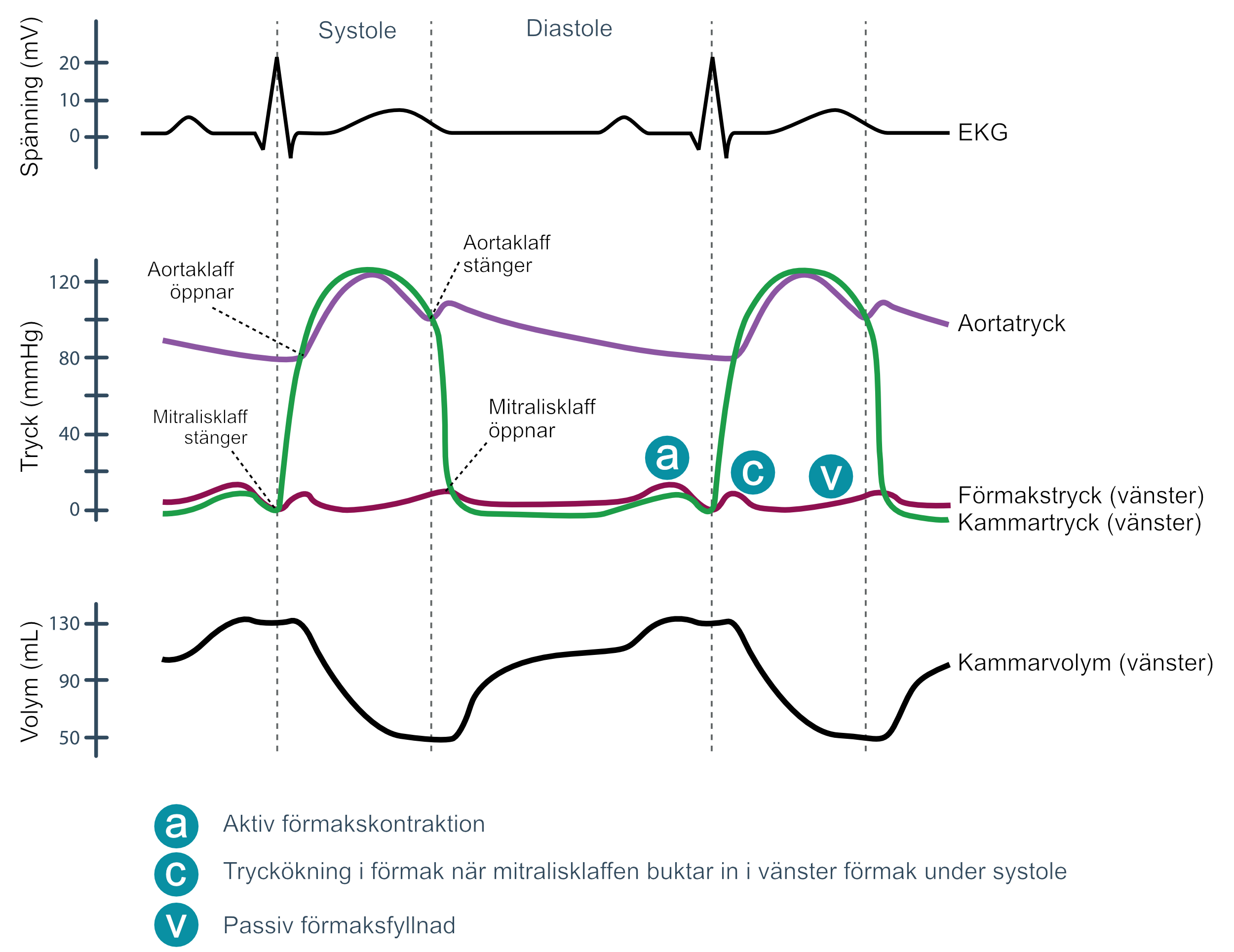 Figur 6. För särskilt intresserade läsare visas här relationen mellan EKG-kurvans komponenter och tryckförhållandena i förmak, kammare och aorta.