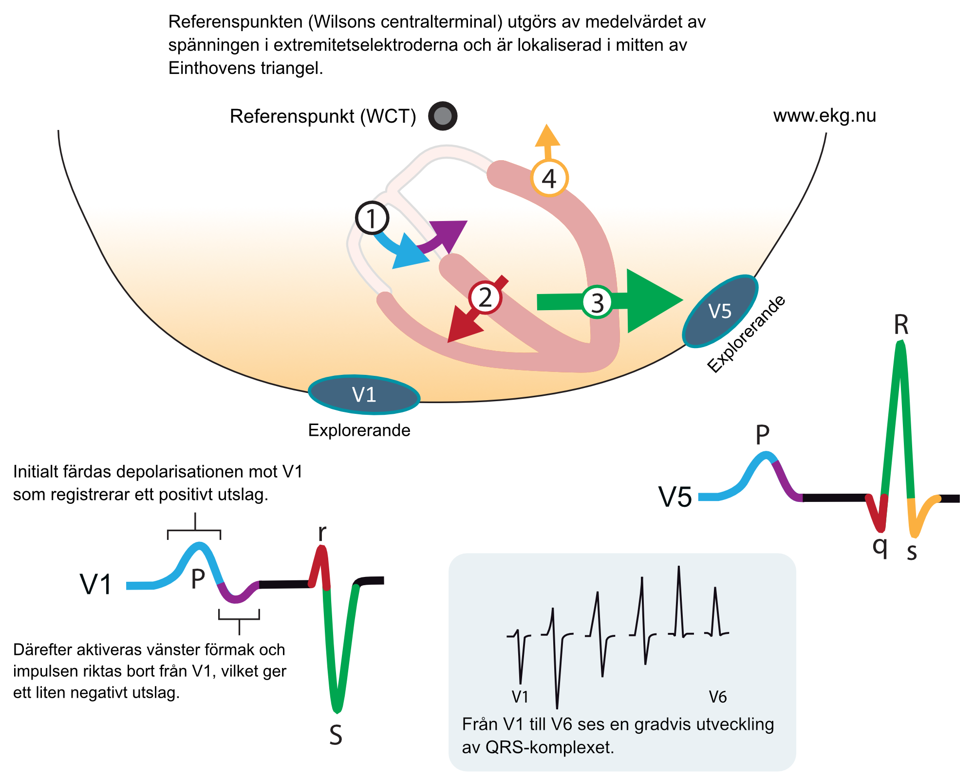 Depolarisationens elektriska vektorer i horisontalplanet och hur de ger kammarkomplexets form i V1 och V5, med R-vågsprogressionen från V1 till V6.