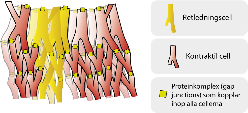 Figur 2. Schematisk bild av hjärtats cellarkitektur.